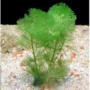 Green Cabomba